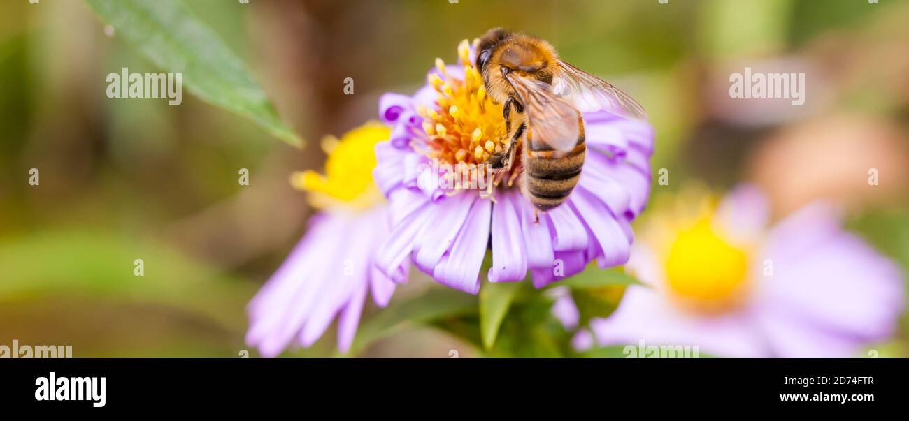 Honigbiene (Apis Mellifera) Futter auf einem lila und gelb-zentrierten Aster Stockfoto