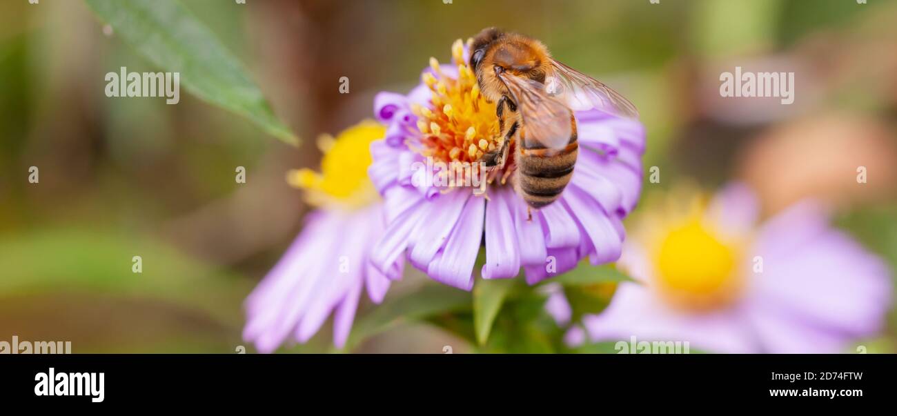 Nachmittagstee - Honey Bee (APIs Mellifera) Futtersuche auf einem lila und gelb-zentrierten Aster-Blütenkopf Stockfoto