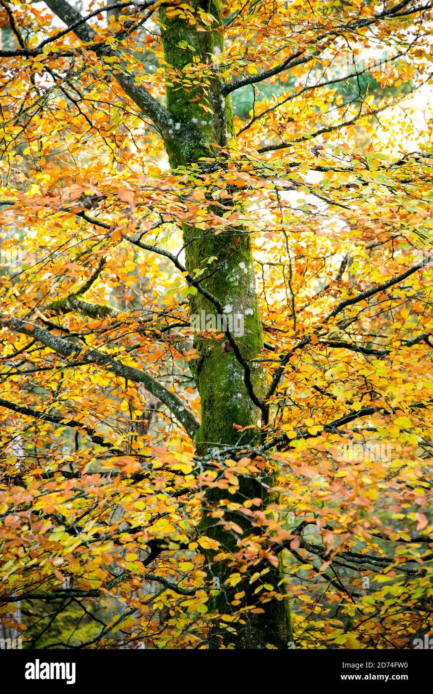 Ein Porträt eines einzelnen Baumes Nahaufnahme zeigt Herbstfarbe. Stockfoto