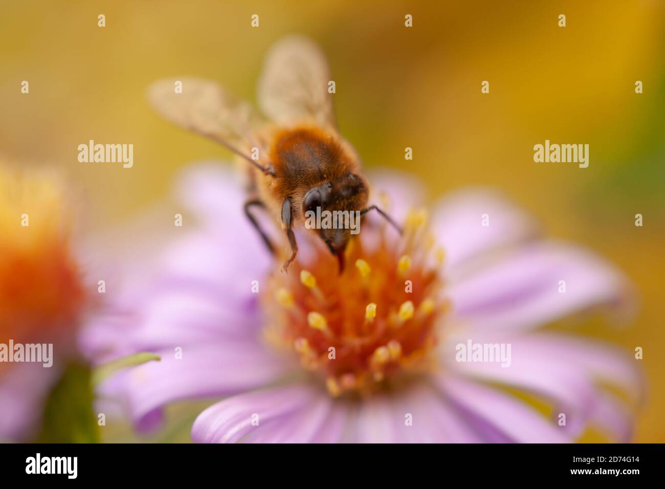 Hochauflösendes Makro einer Honigbiene (APIs Mellifera) Futtersuche auf einem lila und gelb-zentrierten Aster-Blütenkopf Stockfoto