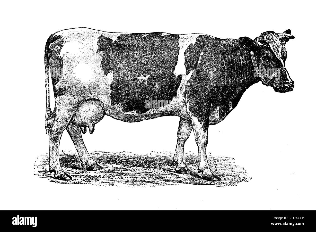 Rinderrasse Holstein, Holstein Friesische Rinder, Niederländische Kuh ...