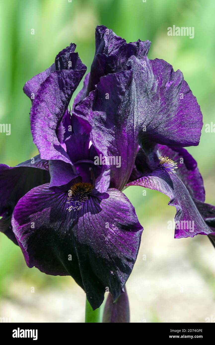 Große bärtige Iris Interpol dunkle Iris blühen Stockfoto