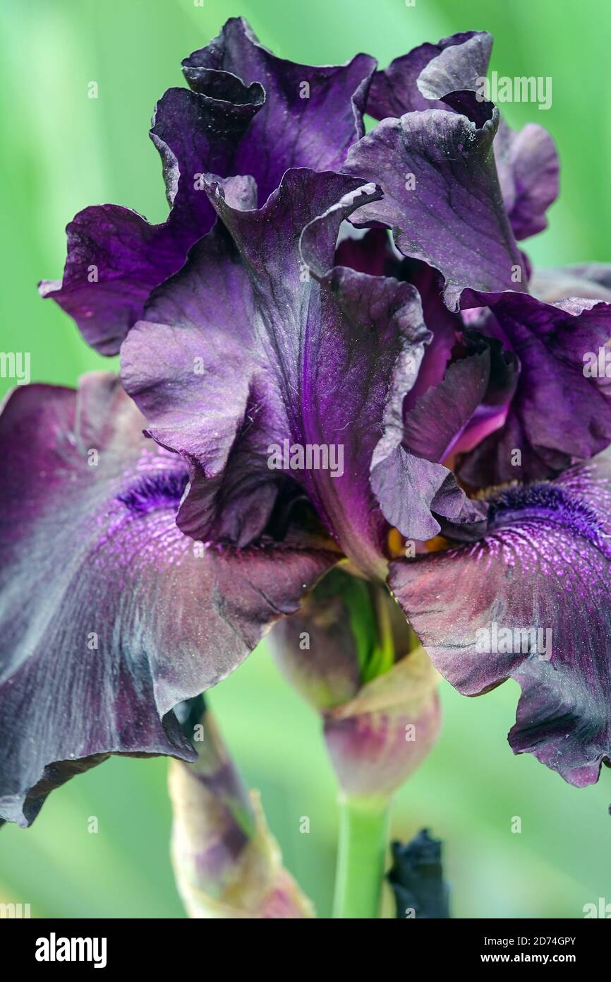 Große bärtige Iris „Superstition“-Blume Stockfoto