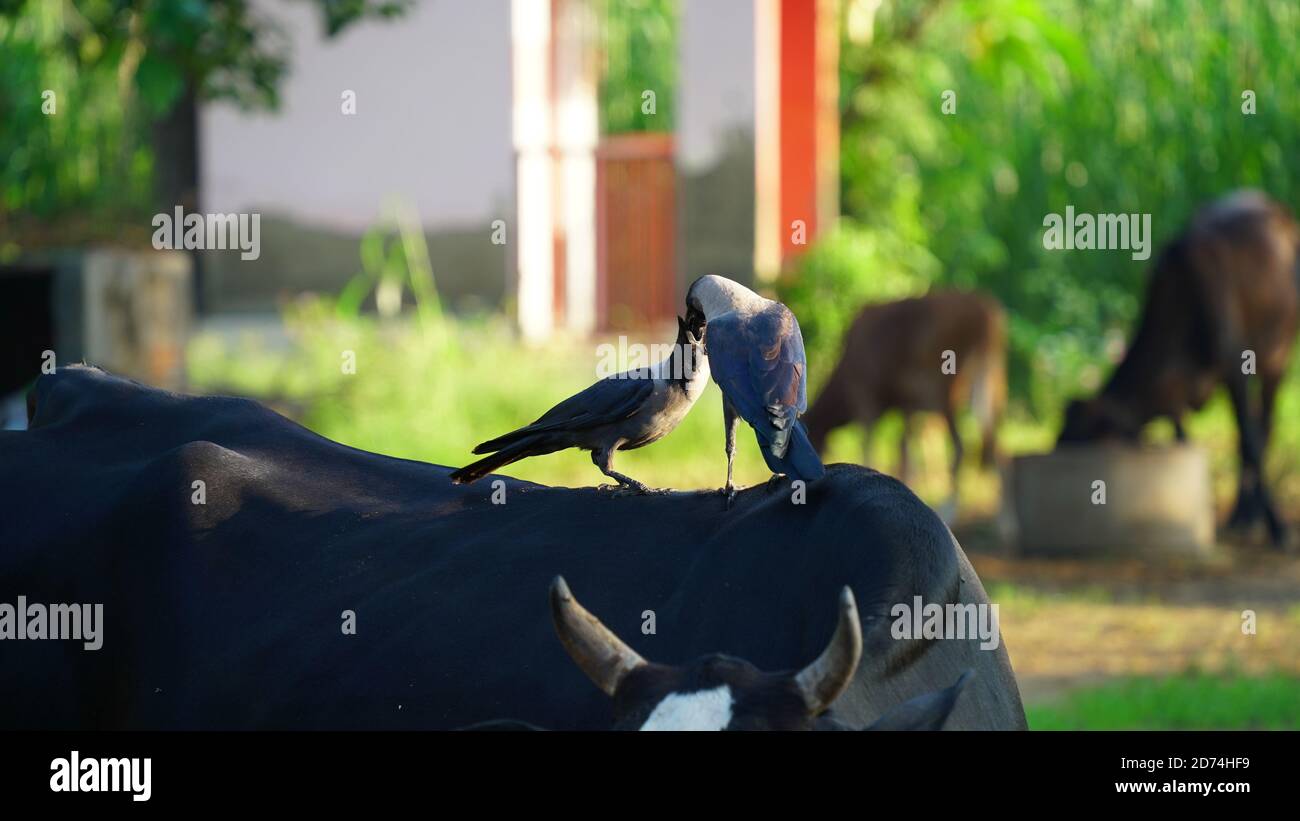 Paar Carrion Crows mit Feldhintergrund. Zwei Raben sitzen auf einem Feld für schöne Bokeh. Zwei Krähen stehen auf einer schwarzen Kuh. Stockfoto