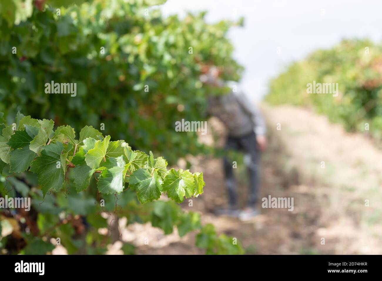 Eine Frau pflückt die Trauben, La Rioja, Spanien Stockfoto