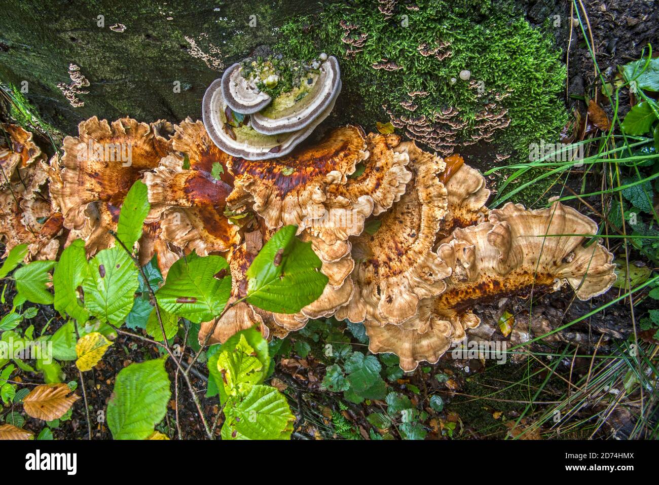 Giant-Polypore / schwarz färbende Polypore (Meripilus giganteus) Und Trameten Pilze wachsen an der Basis des Baumstammes in Herbstwald Stockfoto