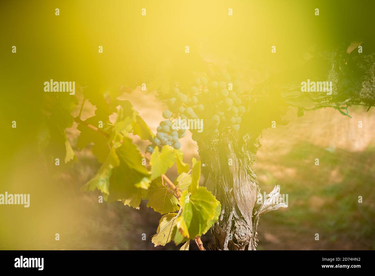 Rote Trauben in einem Weinberg, La Rioja, Spanien Stockfoto