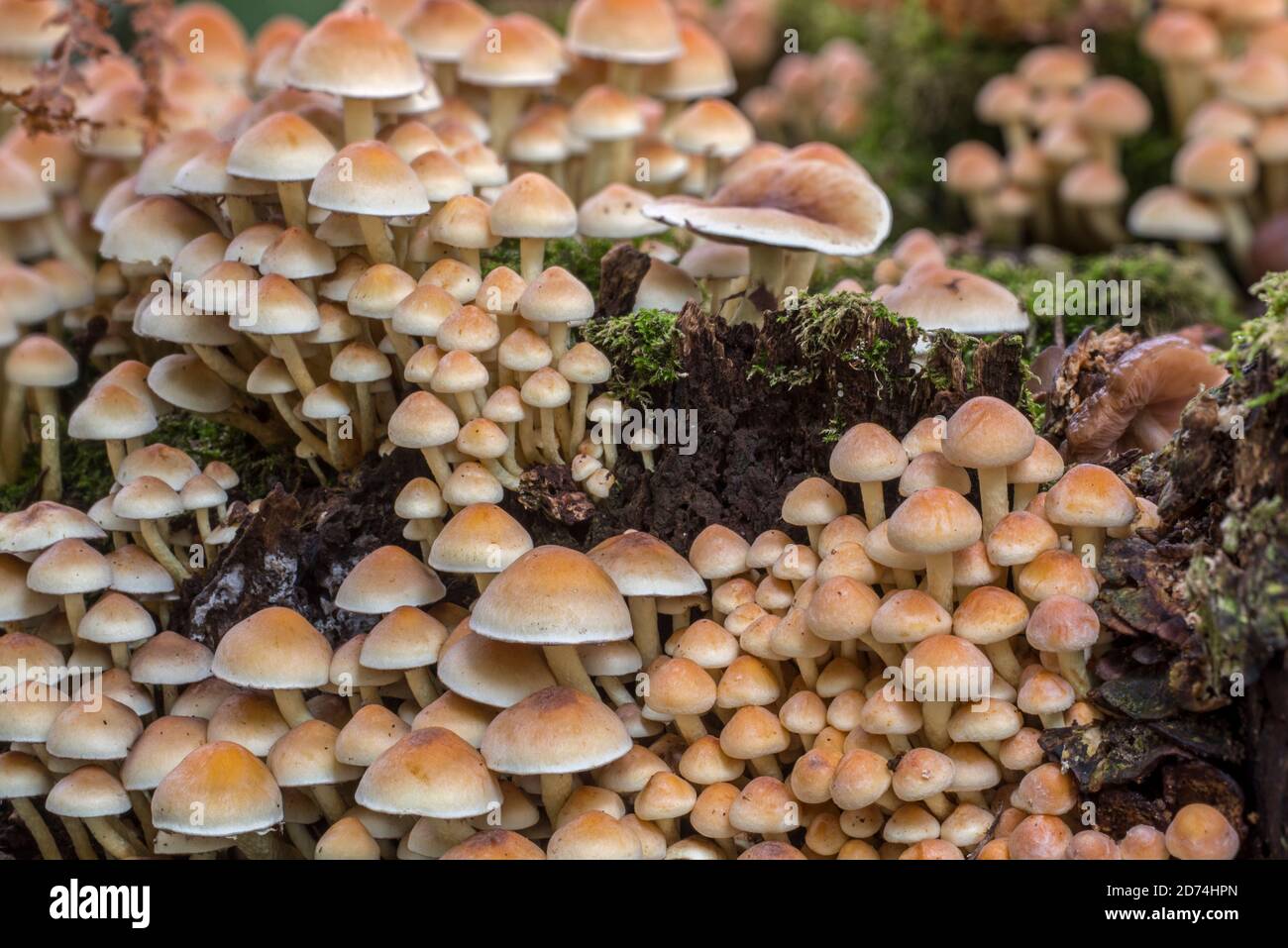 Schwefeltuft / Schwefeltuft (Hypholoma fasciculare / Psilocybe fascicularis) Pilz wächst auf verfaulenden Laubbaumstamm im Herbstwald Stockfoto