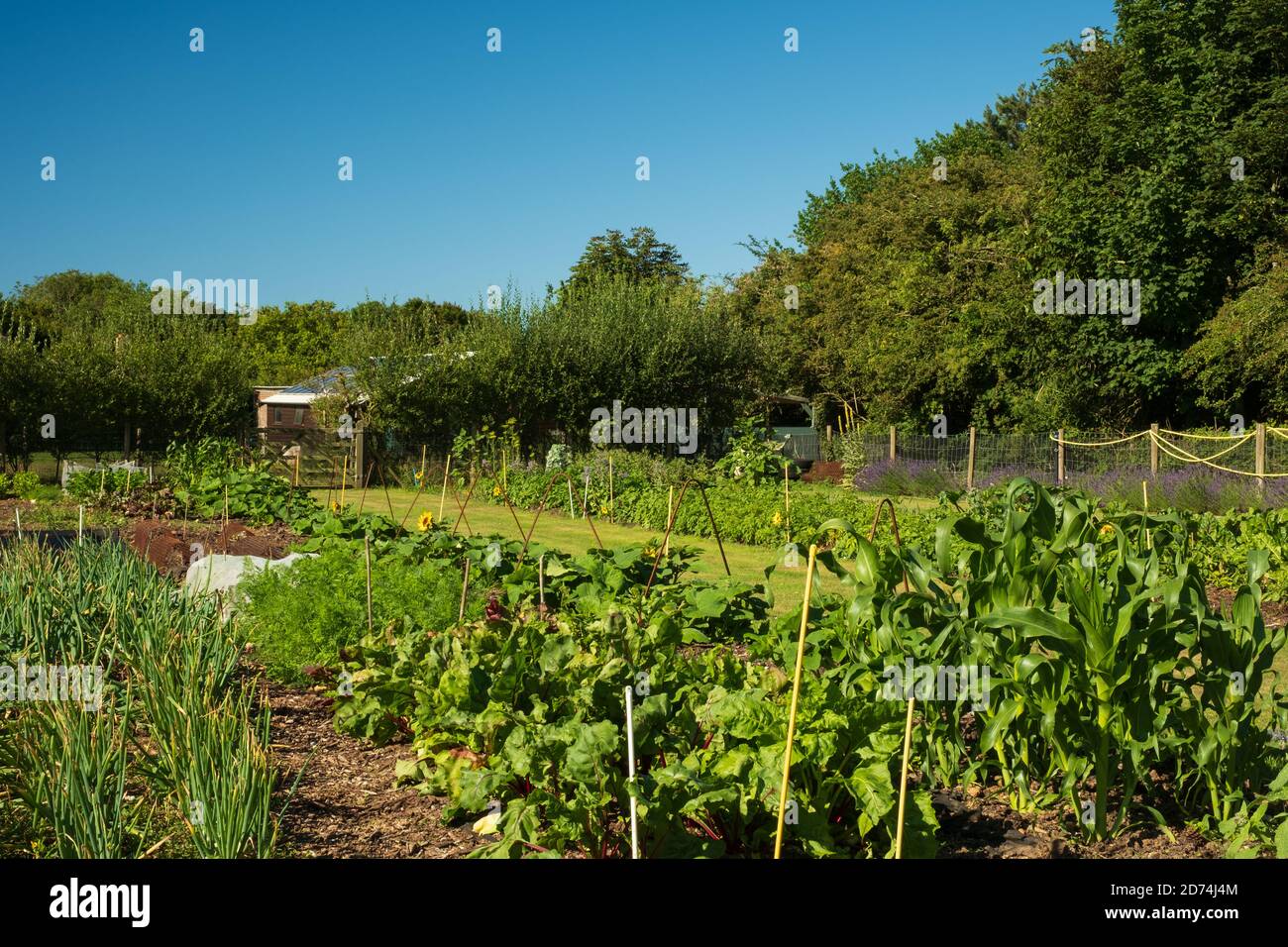 Sommer in der Zuteilung (3) Stockfoto