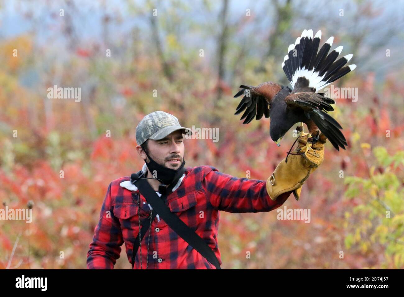 Harris Hawk auf der Jagd nach Falknerei Stockfoto