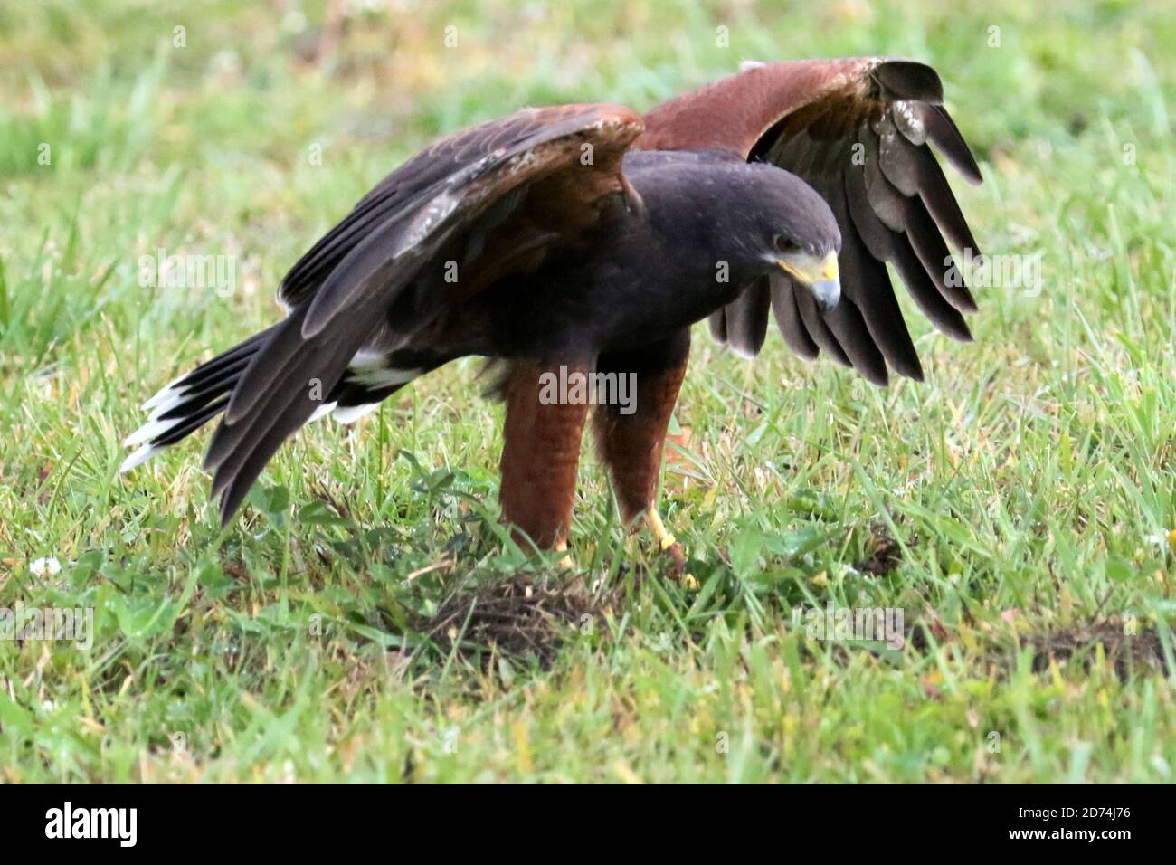 Harris Hawk auf der Jagd nach Falknerei Stockfoto