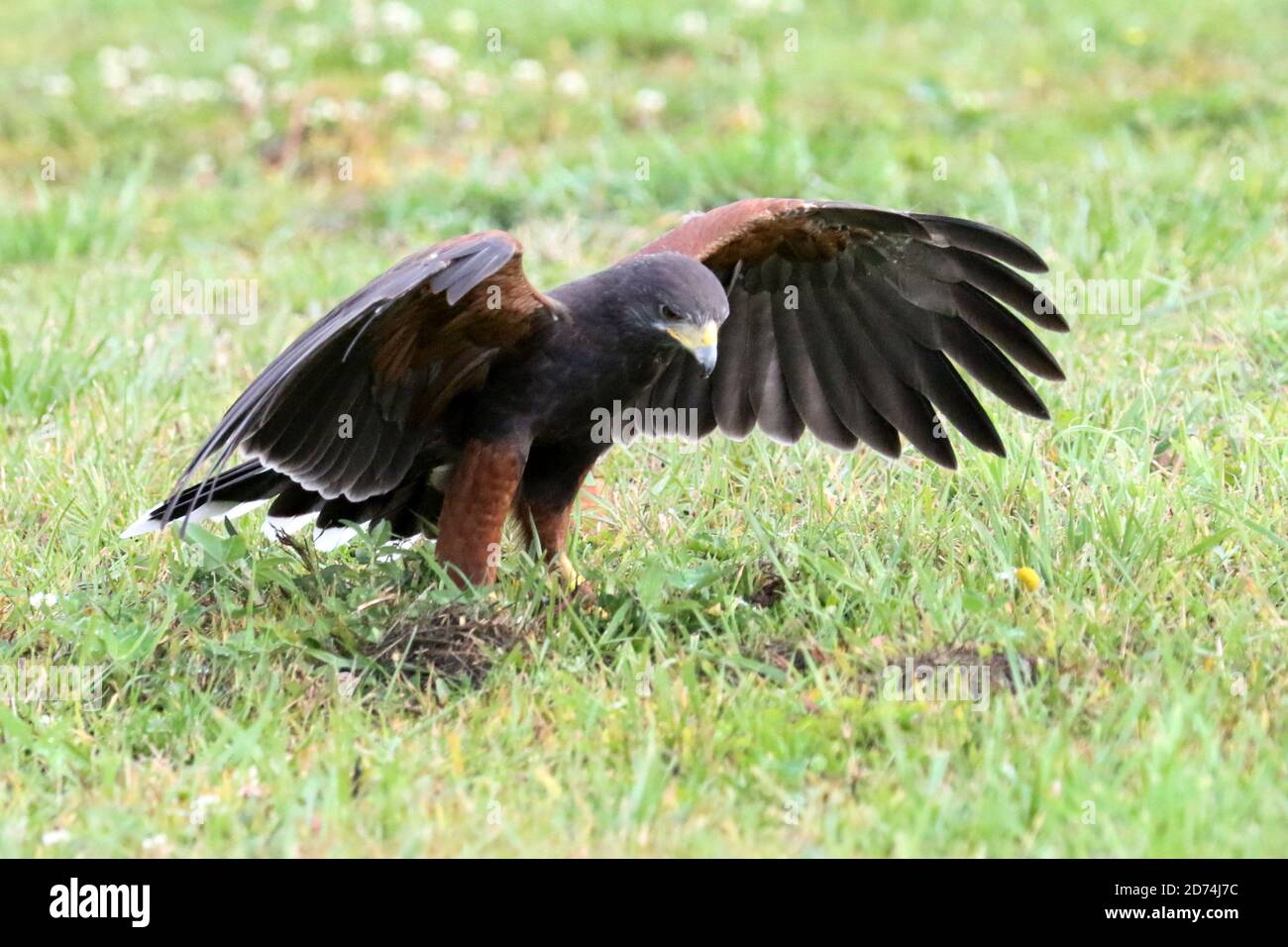 Harris Hawk auf der Jagd nach Falknerei Stockfoto