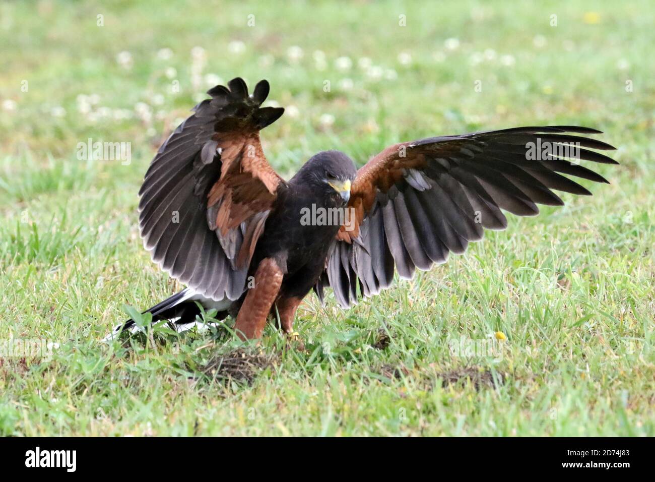 Harris Hawk auf der Jagd nach Falknerei Stockfoto