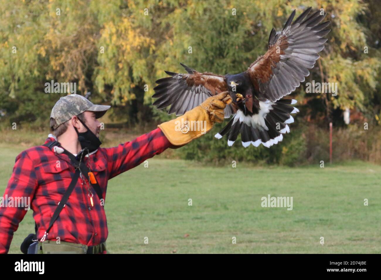 Harris Hawk auf der Jagd nach Falknerei Stockfoto