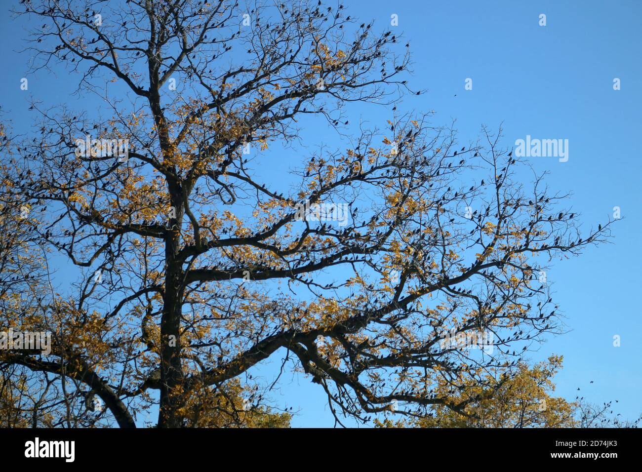 Riesige Schar von Staren im Baum Stockfoto