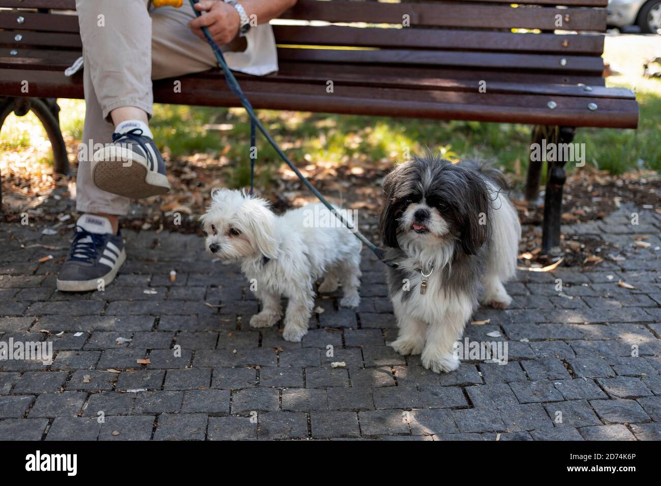 Belgrad, Serbien, 2. August 2020: Mann mit zwei Hunden sitzt auf einer Bank im Park Stockfoto