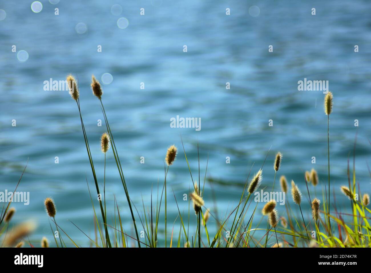 Wildgras mit See Wasser im Hintergrund entkoksed Stockfoto