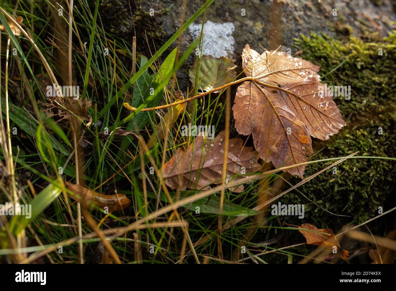 Blätter im Herbst Stockfoto