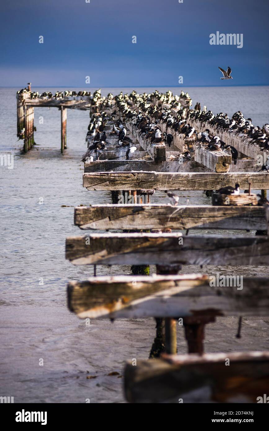 Kormoran Kolonie auf dem alten Pier in Punta Arenas, Magallanes und Antartica Chilena Region, chilenisches Patagonien, Chile Stockfoto