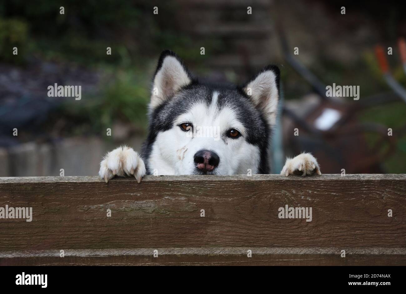 Husky schaut über einen Zaun Stockfoto