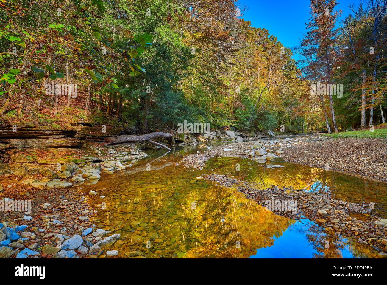 Farbenfrohe Herbstblätter entlang des war Creek neben dem Turkey Foot Campground im Daniel Boone National Forest in der Nähe von McKee, KY. Stockfoto