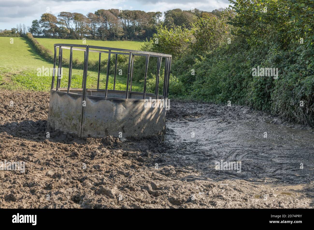 Kreisförmige Viehfutter in sonnigen Feld mit blauem Himmel und umgeben von Rinderschlamm. Für die britische Viehwirtschaft, Landwirtschaft und Landwirtschaft in Großbritannien. Stockfoto