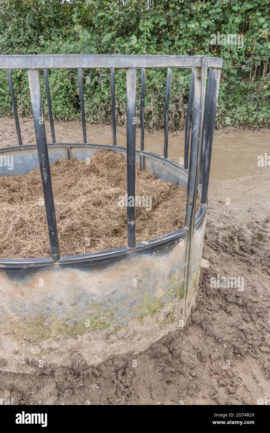 Kreisförmige Viehfutter mit Heulage verpackt, & umgeben von Rinderschlamm & Schlamm. Für die britische Viehwirtschaft, Landwirtschaft und Landwirtschaft in Großbritannien. Stockfoto