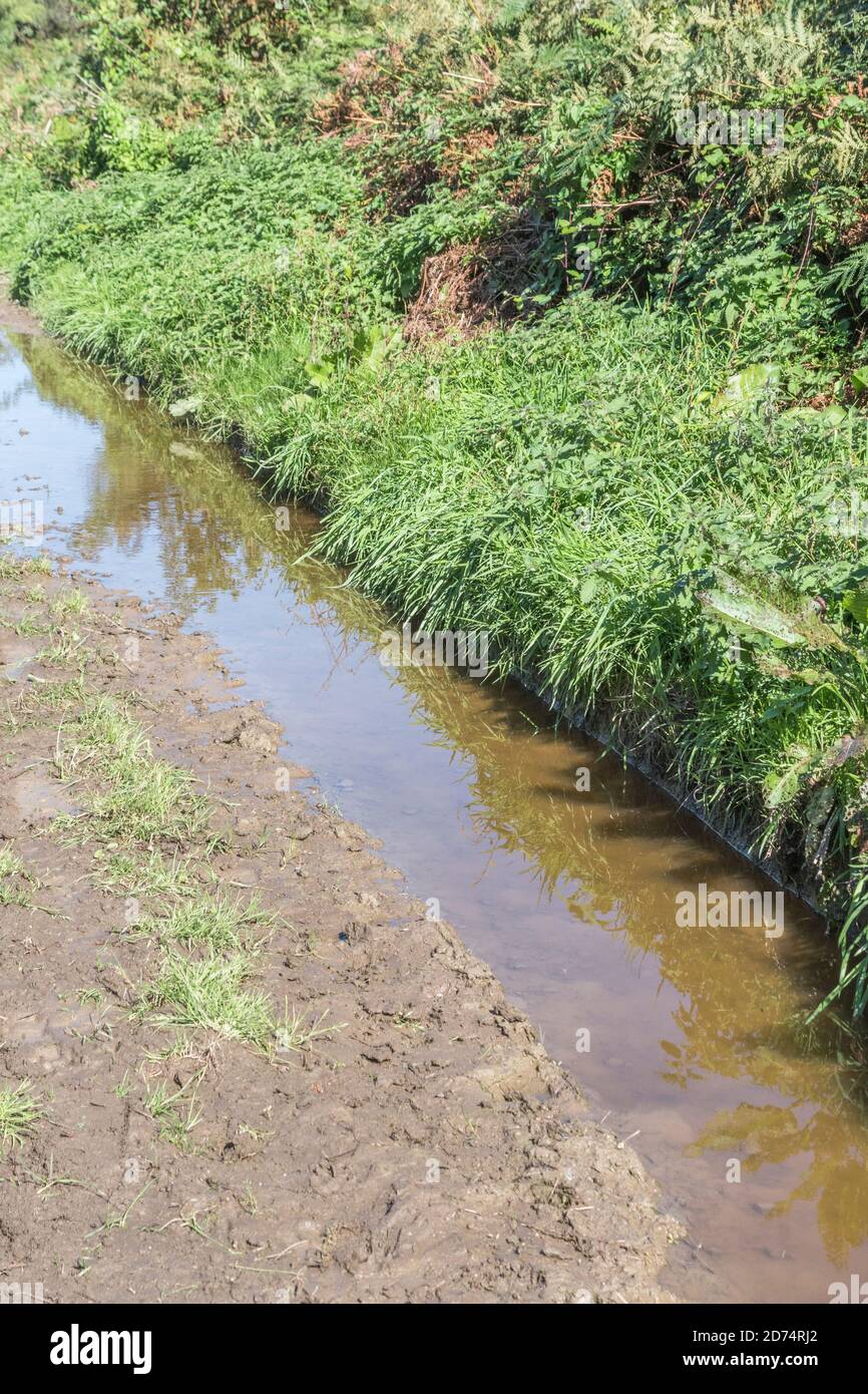 Ländliche Backwater-Strecke mit schlammiger Pfütze, umgeben von Unkraut und Gras. Für „klar wie Schlamm“, schlammiges Wasser, Mangel an Vision, Mangel an Klarheit, Wasserhandel. Stockfoto