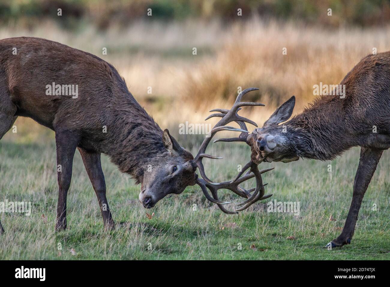 Brunftzeit in Richmond Park, Southwest London, England, Großbritannien. Oktober 2020. ‘TWO'S A CROWD' - zwei junge Rothirschmännchen kämpfen während der Brunftzeit im Richmond Park, wo während der Rut über 1,000 frei herumlaufende Rotwild- und Damhirsche leben. Kredit: Jeff Gilbert/Alamy Live Nachrichten Stockfoto