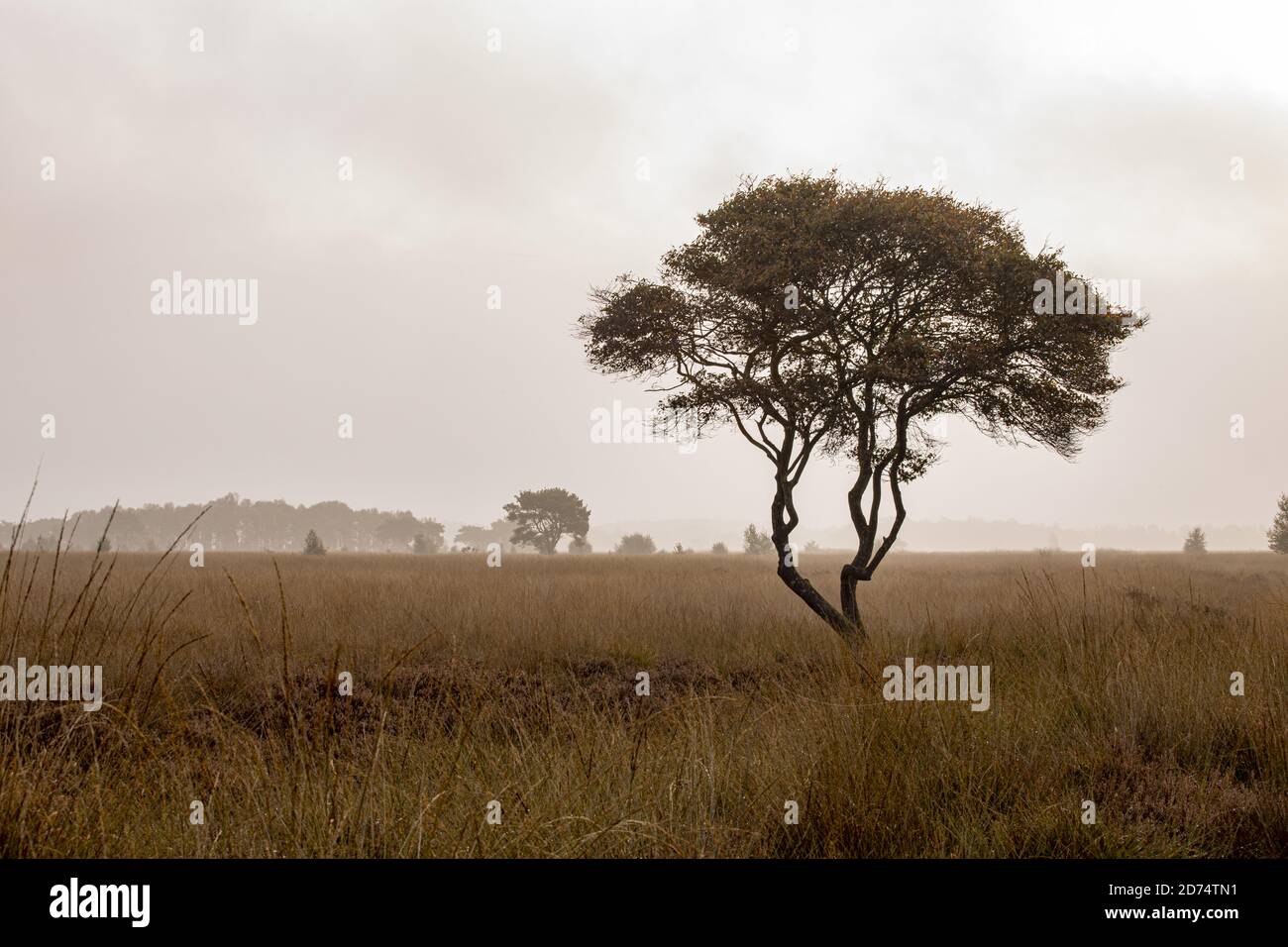 Einsamer Baum im Feld an einem nebeligen Tag Stockfoto