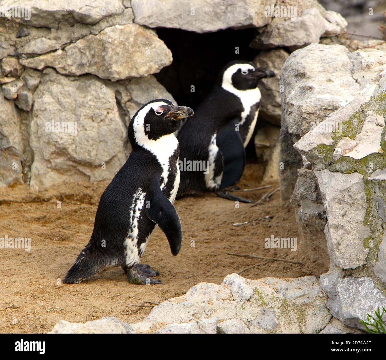 Humboldt-Pinguin Spheniscus humboldti auf der Halbinsel Magdalena Mini zoo in Santander Kantabrien Spanien Stockfoto