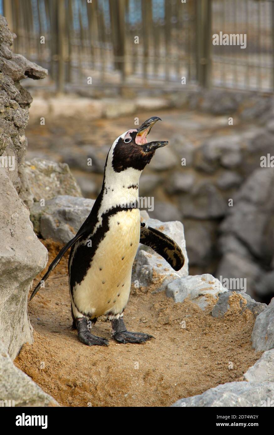 Humboldt-Pinguin Spheniscus humboldti schreit auf der Halbinsel Magdalena park Mini Zoo in Santander Cantabria Spanien Stockfoto