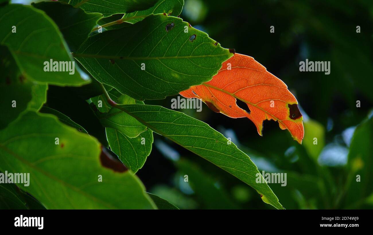 Nahaufnahme eines orangefarbenen beschädigten Blattes im Grün Einsen Stockfoto
