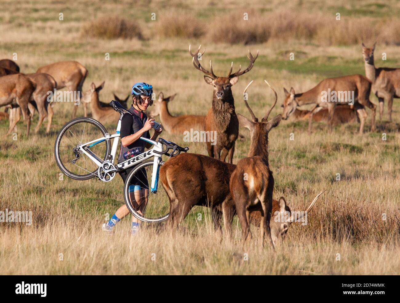 Brunftzeit in Richmond Park, Southwest London, England, Großbritannien. Oktober 2020. Ein Radfahrer nimmt eine Chance, zu nahe zu jungen Rothirschmännchen während der Brunftzeit im Richmond Park, Heimat von über 1,000 frei herumlaufenden Rotwild und Damwild während der Rut. Kredit: Jeff Gilbert/Alamy Live Nachrichten Stockfoto