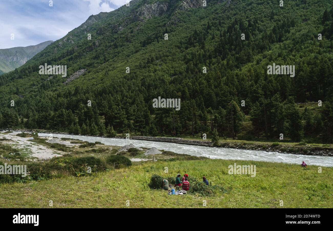 Traditionelle Familie teilen Mittagessen und Ernte Erbsen umgeben von Himalaya, Pinienwald und Fluss in Chitkul, Himachal Pradesh, Indien. Stockfoto