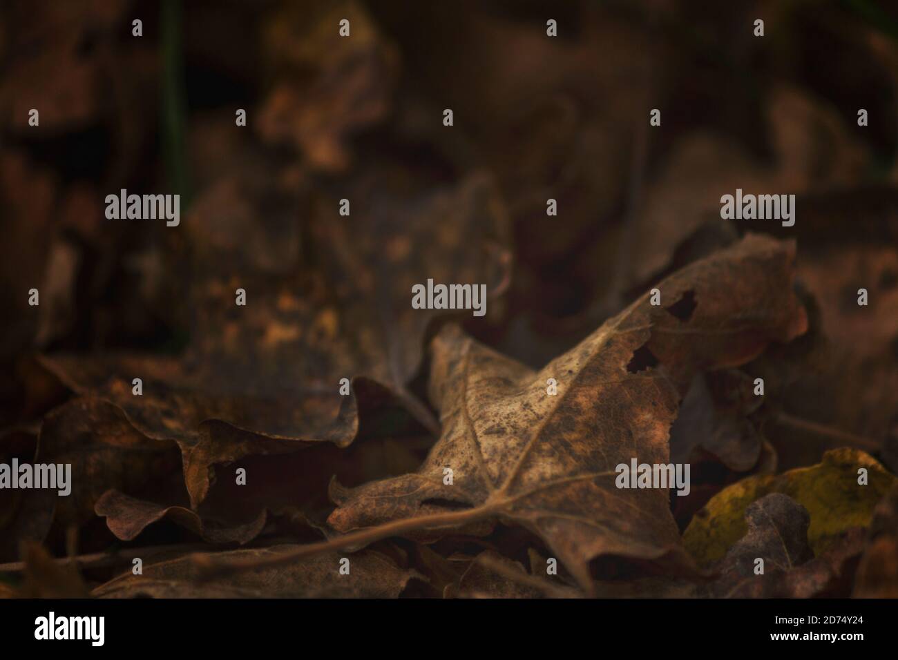 Trockene Herbstblätter fallen auf den Boden Stockfoto