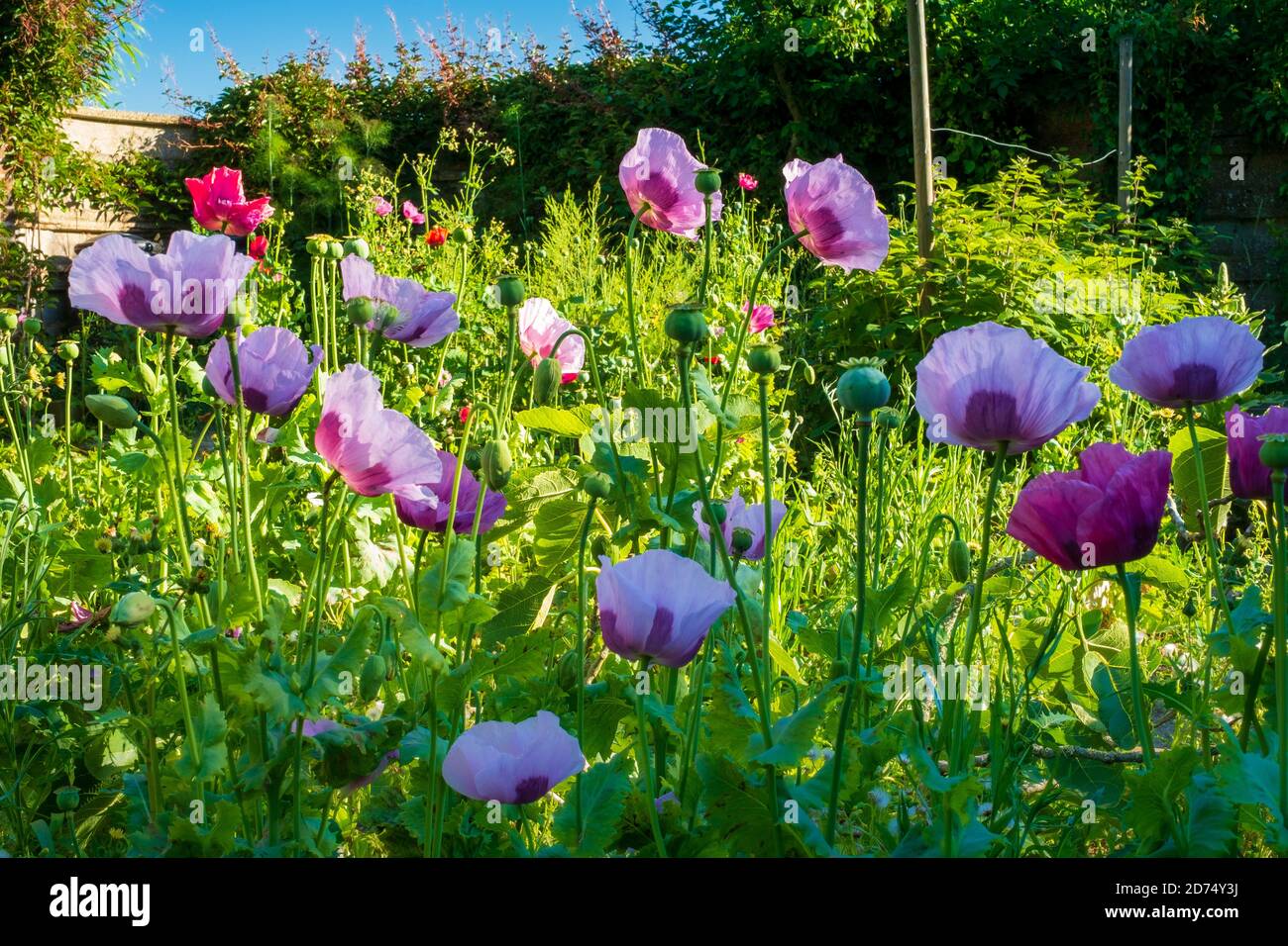 Mohnblumen in einem Hüttengarten Stockfoto