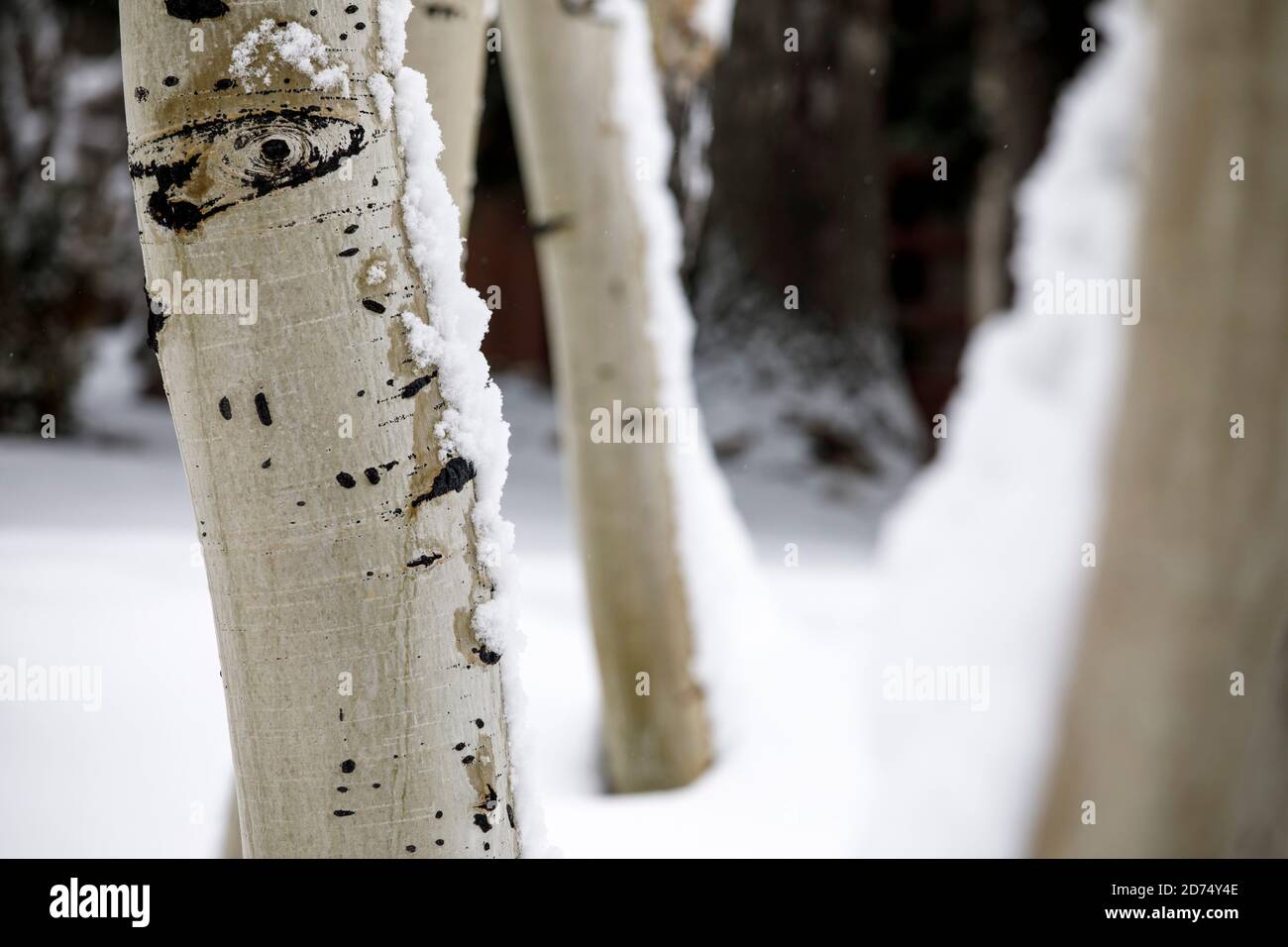 Schnee im Deer Valley, Utah, in der Nähe von Salt Lake City während der Skisaison. Stockfoto