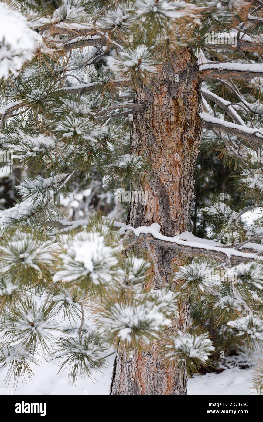 Schnee im Deer Valley, Utah, in der Nähe von Salt Lake City während der Skisaison. Stockfoto