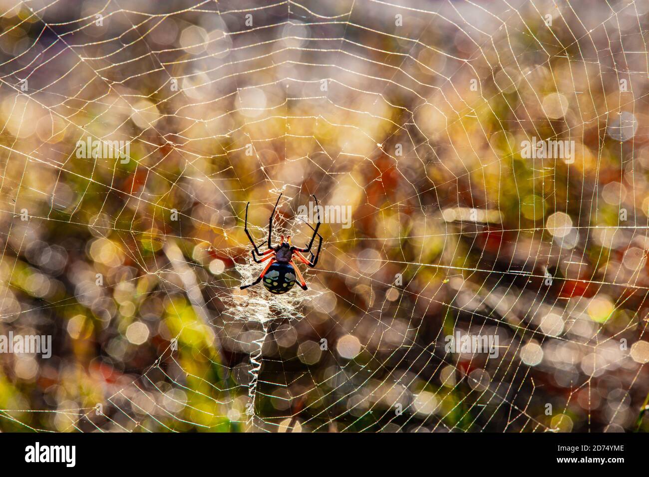 Weibliche gelbe Garten ORB Weberspinne (Argiope aurantia). Gelbe Gartenspinnen sind große, Orb-wobende Arachniden, was bedeutet, dass sie ein kreisförmiges Netz drehen. M Stockfoto