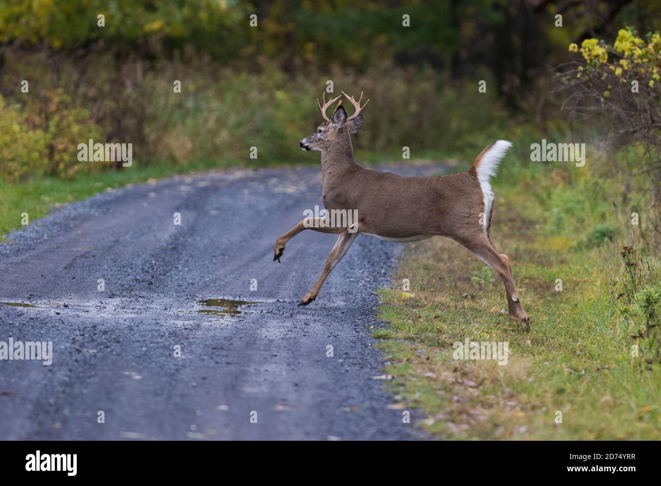 Im Herbst läuft der Weißschwanzhirsch (Odocoileus virginianus) Stockfoto