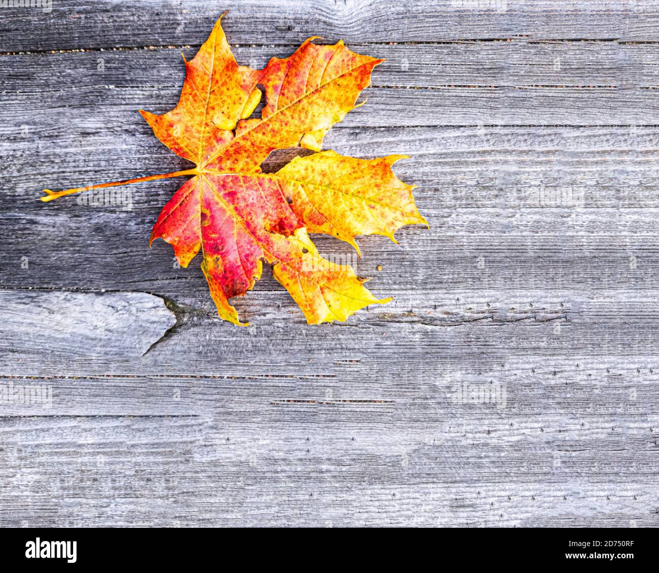 Schöne bunte mapfel verlassen withsignying Beginn des Herbstes, Göteborg, Schweden Stockfoto