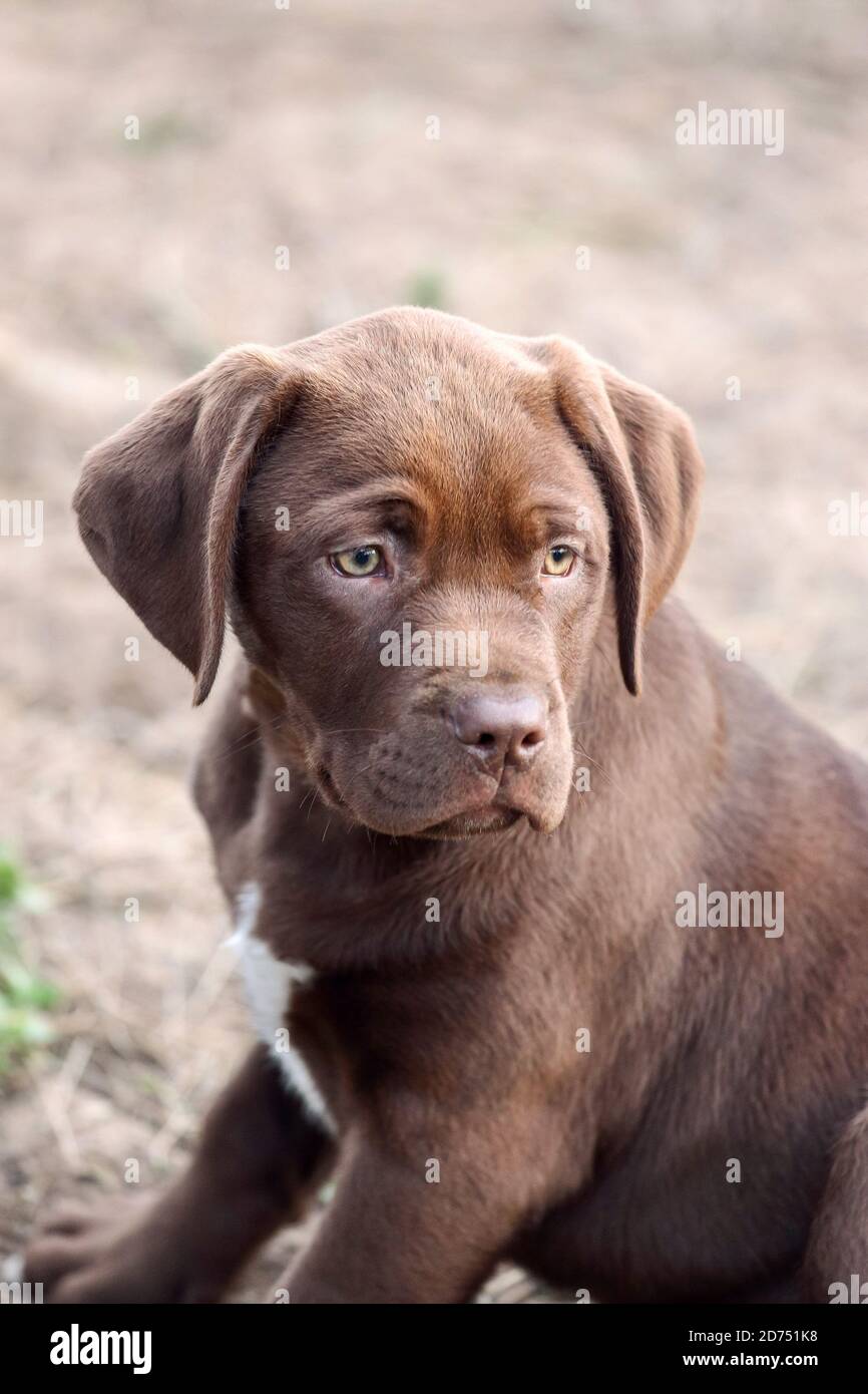 Chocolate Labrador Retriever mischen Welpen, die sich nervös an einem Hundepark Stockfoto