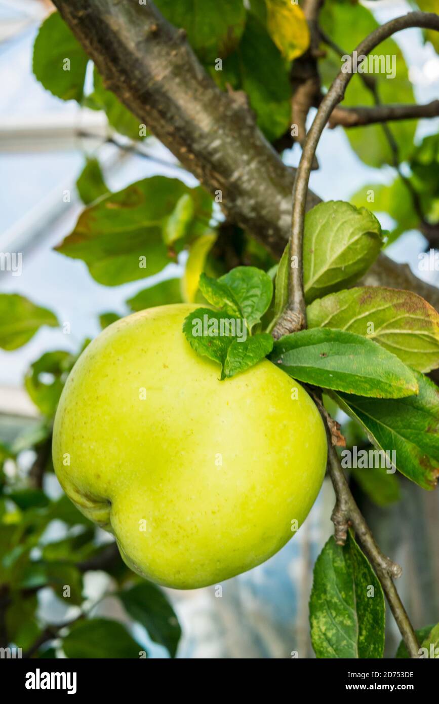 Reverend Wilks Kochen Äpfel wachsen in einem britischen Garten Stockfoto