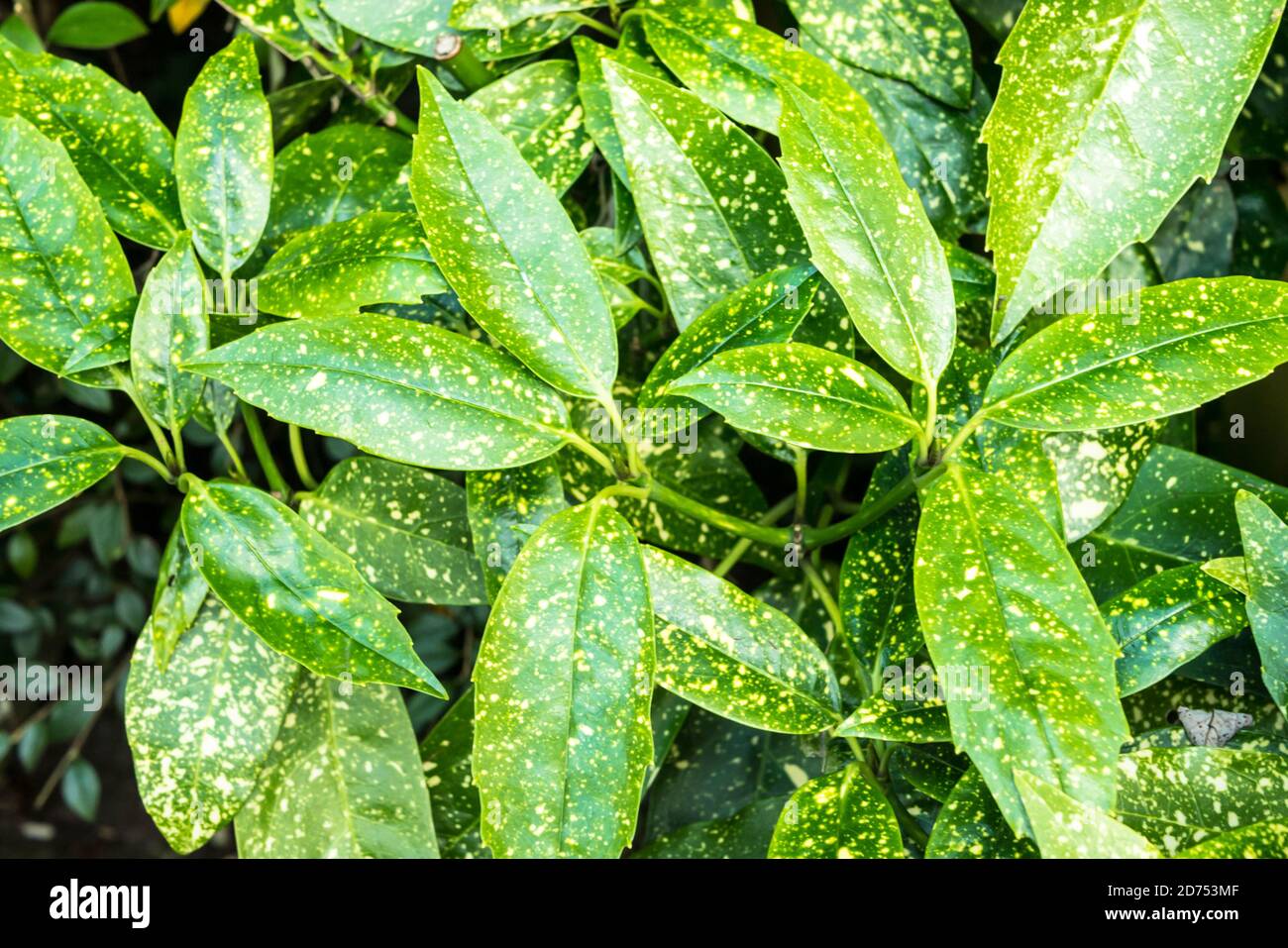 Blätter auf einem gepunkteten Lorbeerstrauch (Aucuba Japonica) Stockfoto