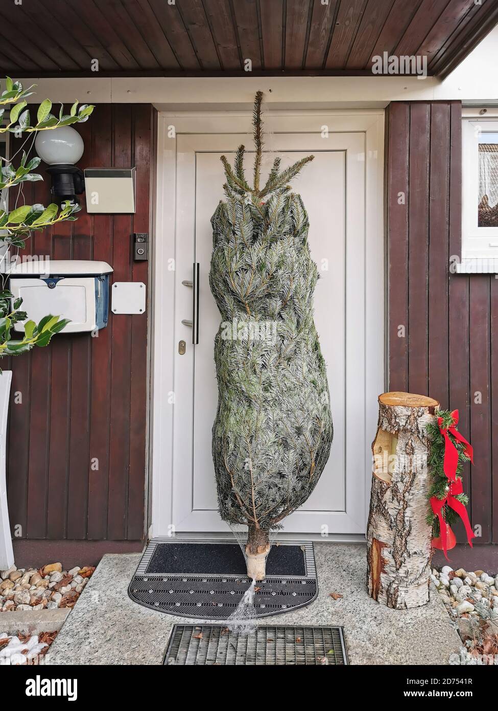 Ein echter Weihnachtsbaum liegt vor der Haustür. Die Lieferung der Tanne im Netz nach Hause. Stockfoto