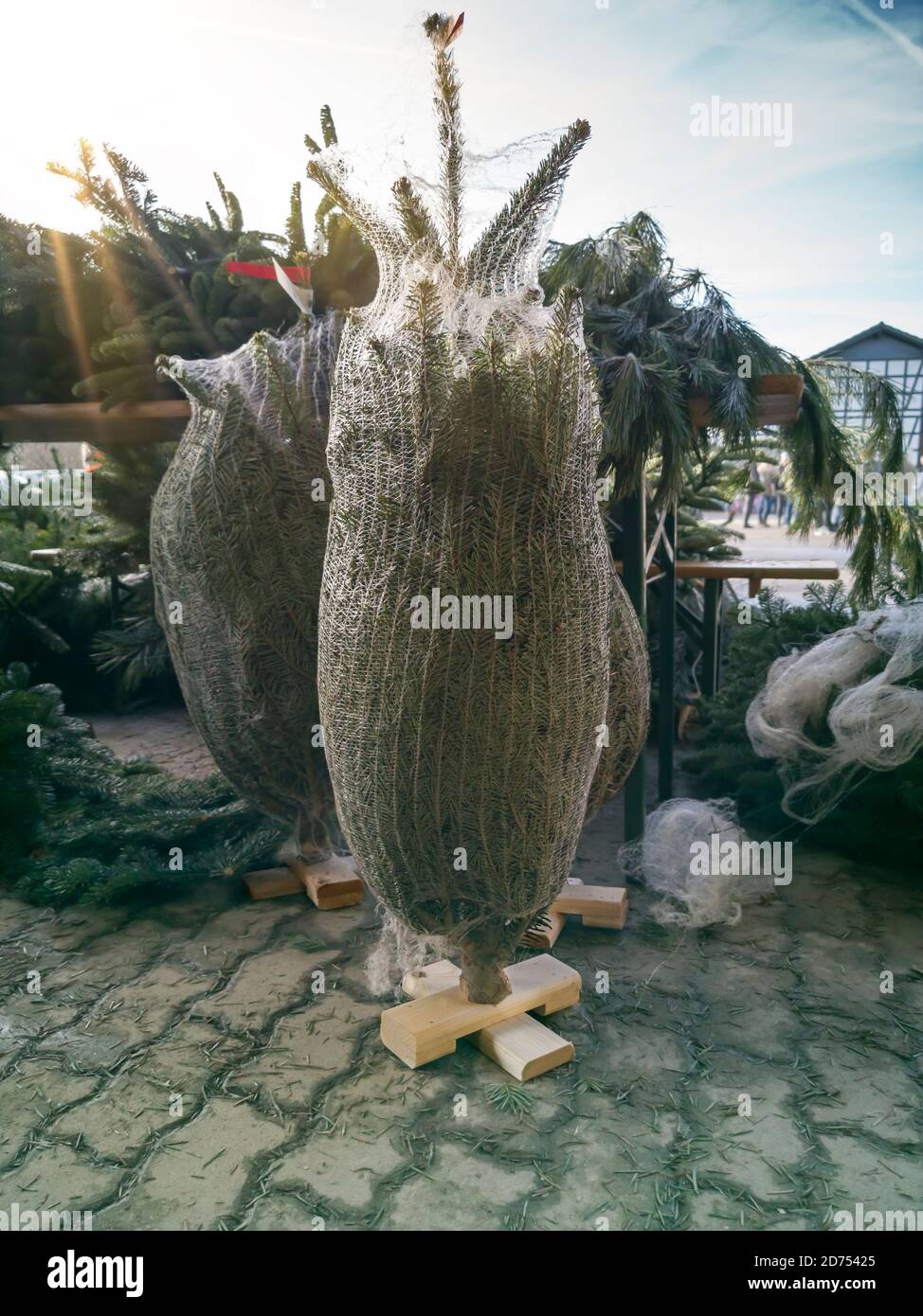 Weihnachtsbaum Verkauf auf dem Bauernhof. Frisch gefällte Weihnachtsbäume, Kunden können ihren perfekten Baum aus einer breiten Palette wählen. Stockfoto