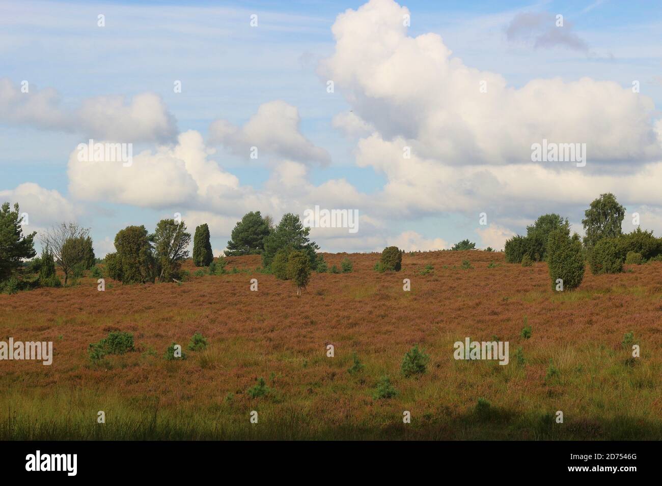 Im Naturschutzgebiet Lüneburger Heide. Ein berühmtes Reiseziel für Wanderer und Naturliebhaber. In Der Nähe Von Wilsede, Norddeutschland, Europa. Stockfoto