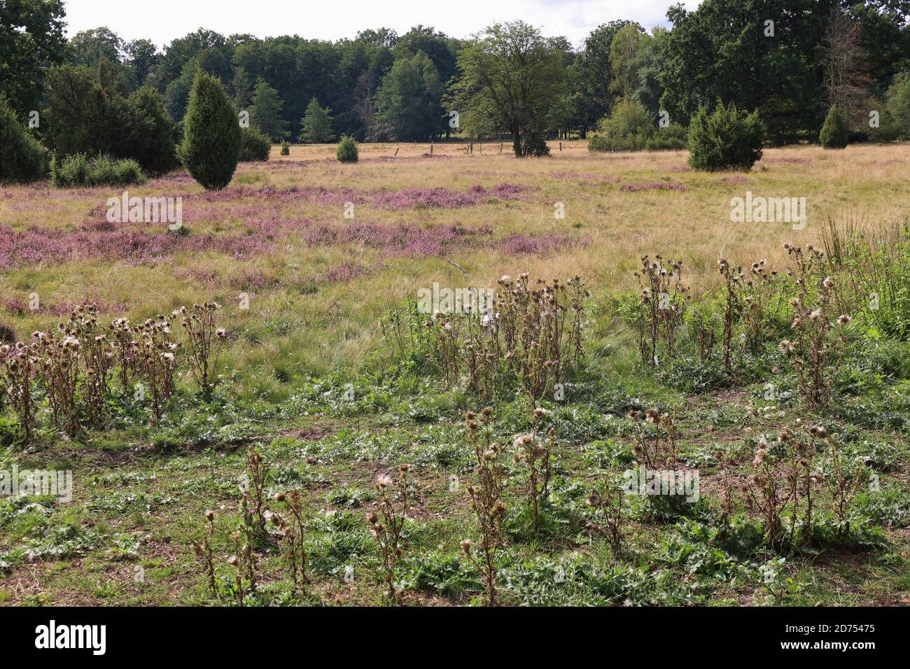 Im Naturschutzgebiet Lüneburger Heide. Ein berühmtes Reiseziel für Wanderer und Naturliebhaber. In Der Nähe Von Wilsede, Norddeutschland, Europa. Stockfoto