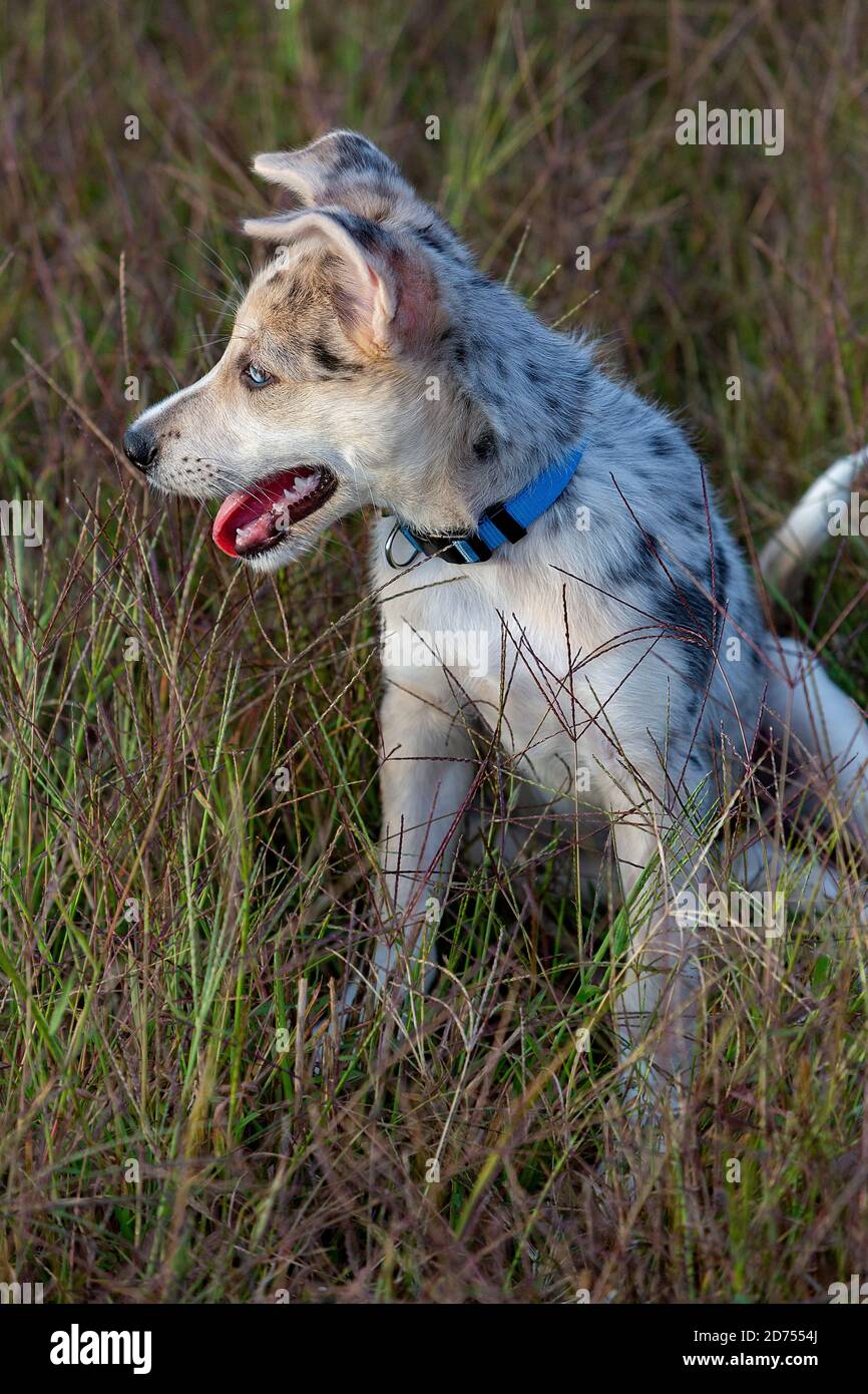 Kleiner Border Collie Blue Merle Welpe in verschiedenen Situationen Stockfoto